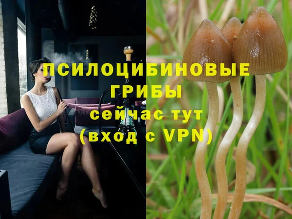 индика Белокуриха